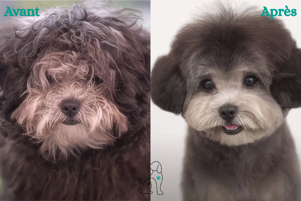Un avant-après de toilettage sur chien