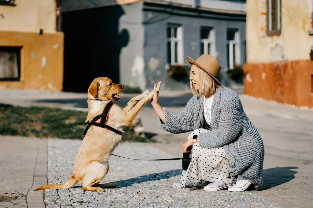 Chien de race labrador qui fait un check avec sa maitresse d'une trentaine d'année dans la rue