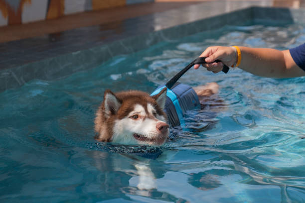 Siberian workout in the pool with dog trainer Siberian workout in the pool with dog trainer