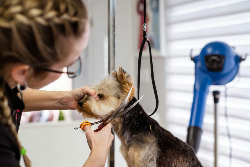 Toilettage d'un chien par une femme.
