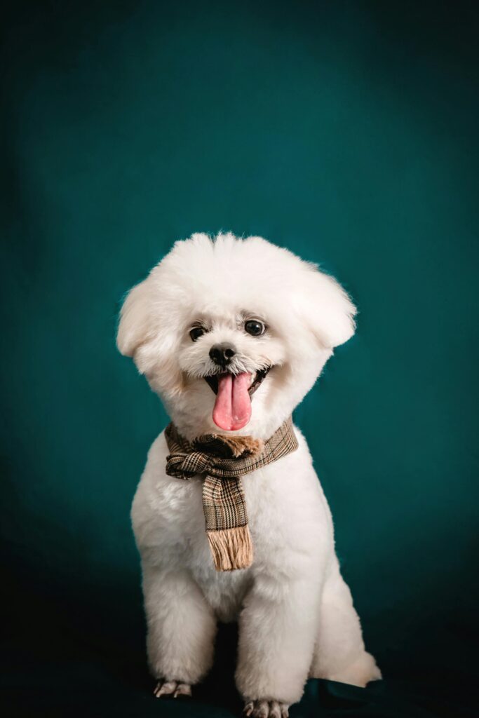 pexels-pet-foto-644780685-17589408