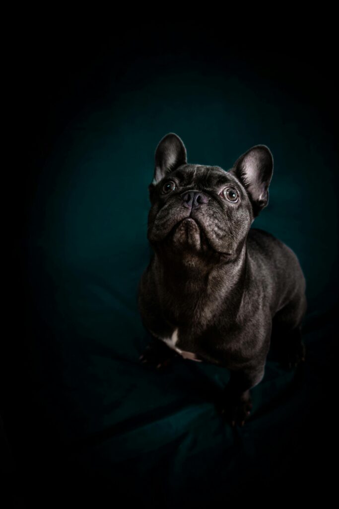 pexels-pet-foto-644780685-17662355