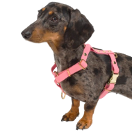 chien-chien-miami-12-removebg-preview chien-chien-miami-12-removebg-preview