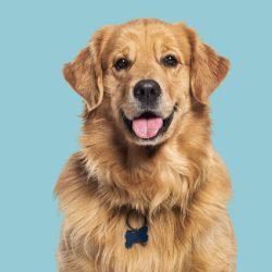 istockphoto-2075693556-612×612 Head shot of a Happy panting Golden retriever dog looking at camera, wearing a collar and identification tag